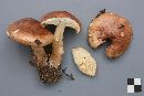 Tricholoma transmutans image