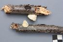 Tyromyces chioneus image