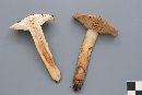 Tricholoma transmutans image