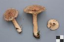 Lactarius hibbardae image