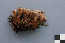 Hydnellum ferrugineum image