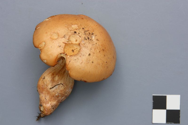 Cortinarius microspermus image