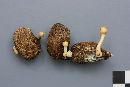 Stropharia alcis image