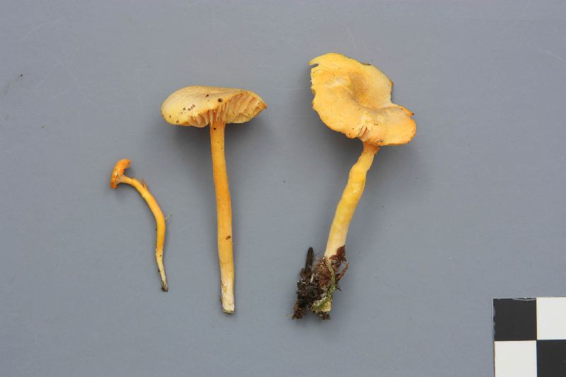 Hygrocybe vitellina image