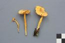 Hygrocybe vitellina image