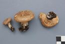 Lactarius helvus image