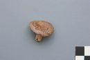 Lactarius hibbardae image