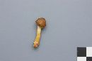 Cortinarius semisanguineus image