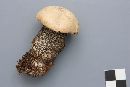 Leccinum versipelle image