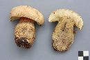 Boletus calopus image