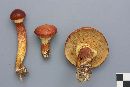 Suillus grevillei image