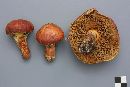 Suillus grevillei image