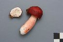 Russula peckii image