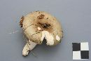 Russula aeruginea image