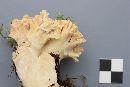 Ramaria flava image