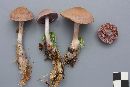 Cortinarius anomalus image