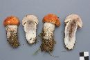 Leccinum aurantiacum image