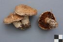 Cortinarius lucorum image