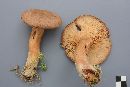 Lactarius helvus image