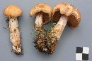 Cortinarius microspermus image