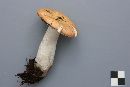 Russula decolorans image