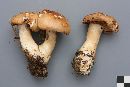 Cortinarius balteatocumatilis image