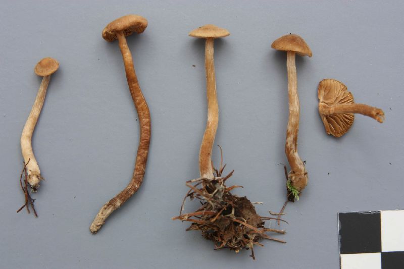 Alnicola melinoides image