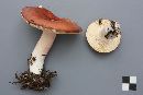 Russula paludosa image