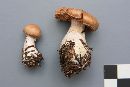 Cortinarius armeniacus image