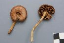 Lactarius deceptivus image