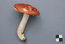 Russula paludosa image