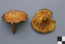 Suillus glandulosus image