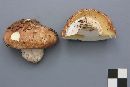 Suillus luteus image