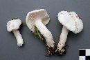 Hygrophorus piceae image