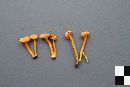 Hygrocybe squamulosa image