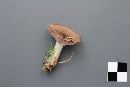 Lactarius uvidus image