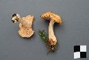 Hydnum umbilicatum image