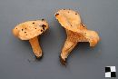 Lactarius thyinos image