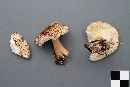 Lepiota cortinarius image