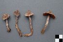 Cortinarius flexipes image