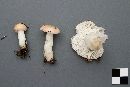 Russula aquosa image