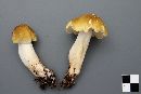 Tricholoma fumosoluteum image