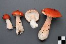 Russula peckii image