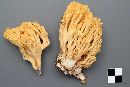 Ramaria leptoformosa image