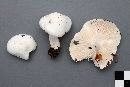 Hygrophorus piceae image