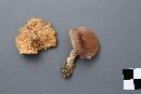 Lactarius hibbardae image