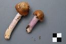 Cortinarius stillatitius image