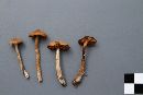 Cortinarius flexipes image