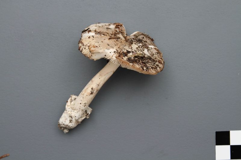 Amanita groenlandica image