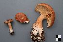 Lactarius rufus image